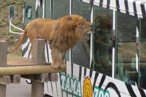 かぞくをはぐくむヒントがつまったパパママ・マガジン たまちっぷす | 東京の真ん中で、広大な動物園や歴史を楽しむ日野市　Vol.22