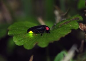 かぞくをはぐくむヒントがつまったパパママ・マガジン たまちっぷす | 幻想的な光の世界を楽しむ 多摩地域のほたるに出会えるスポット 5選