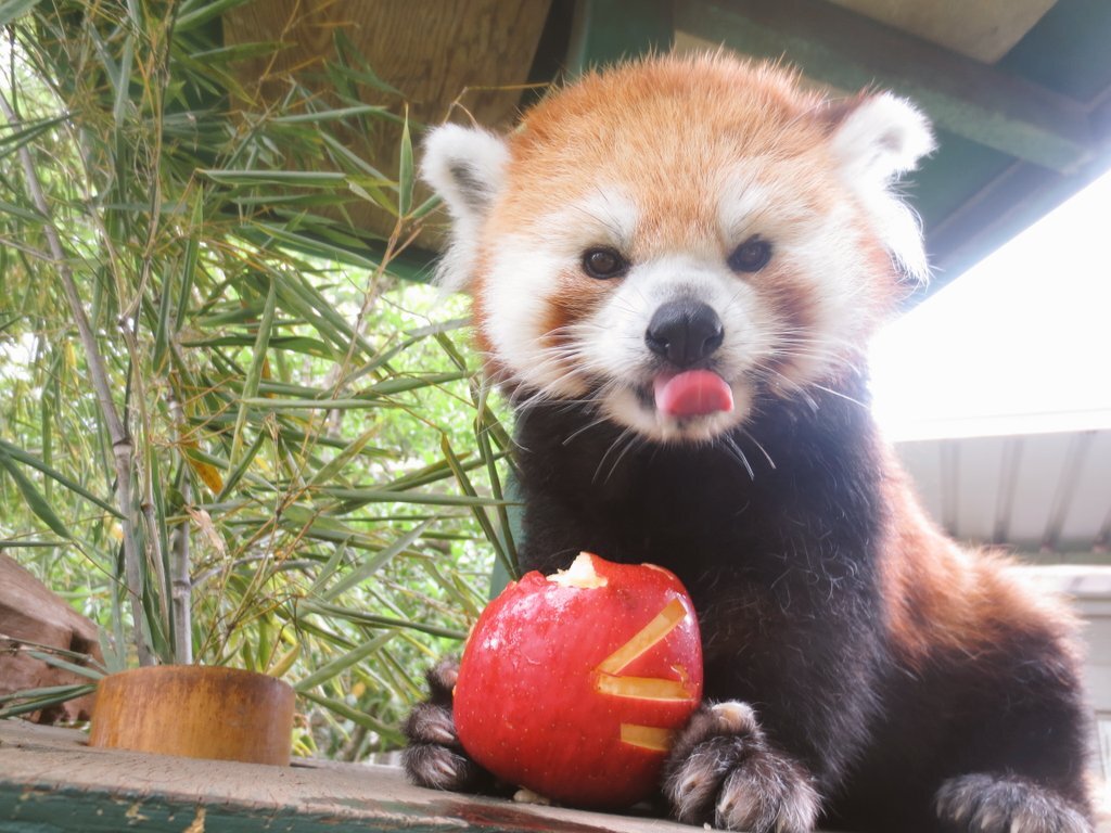レッサーパンダ.jpg