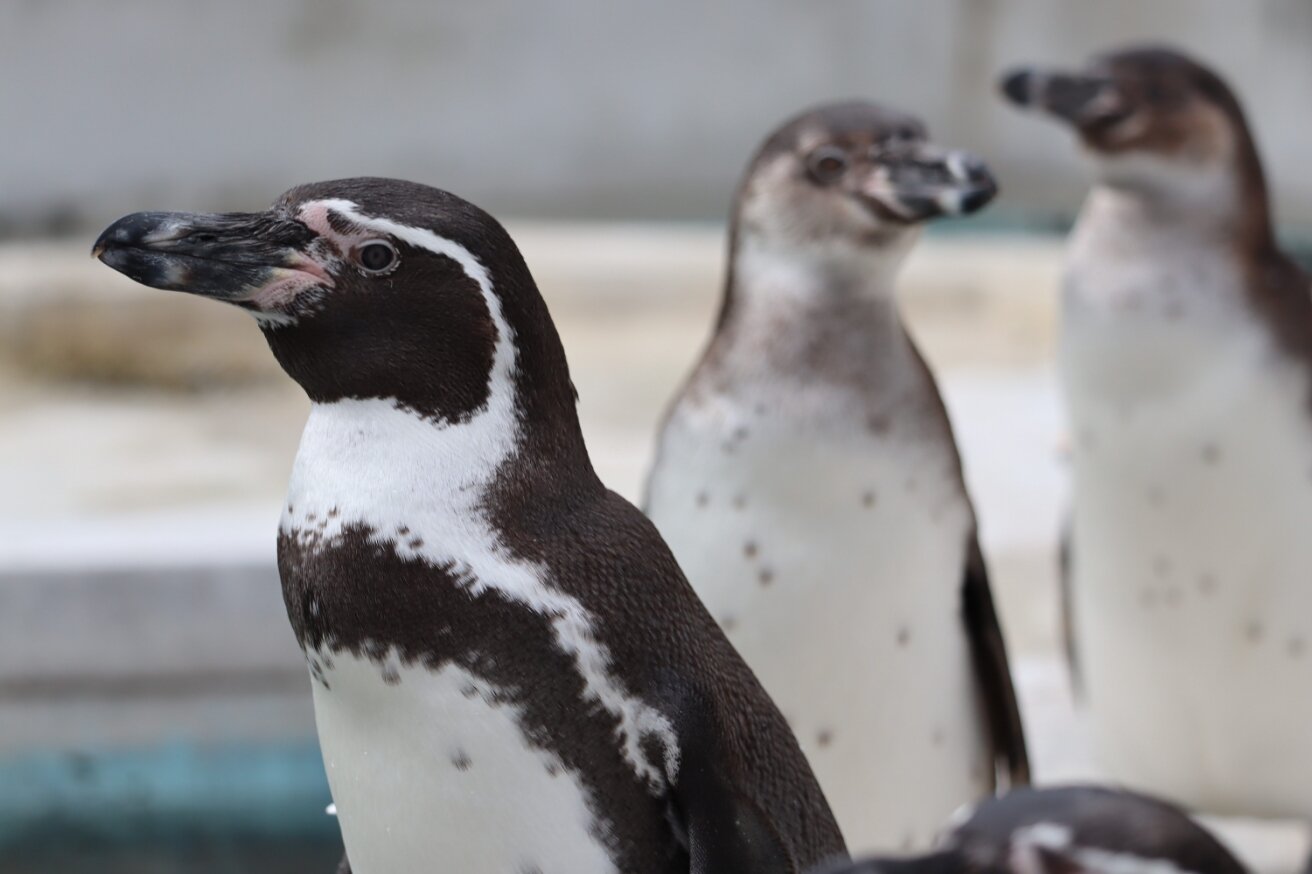 フンボルトペンギン.JPG