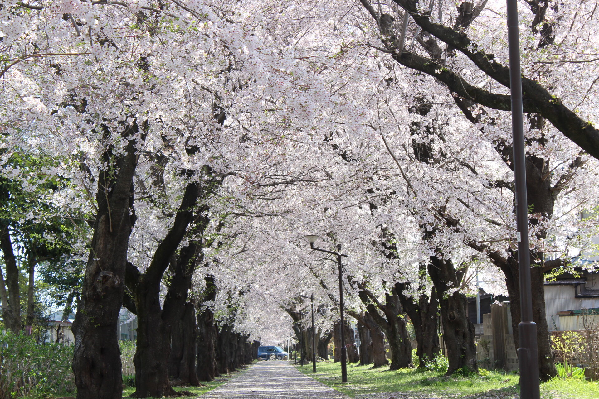 桜並木②.JPG