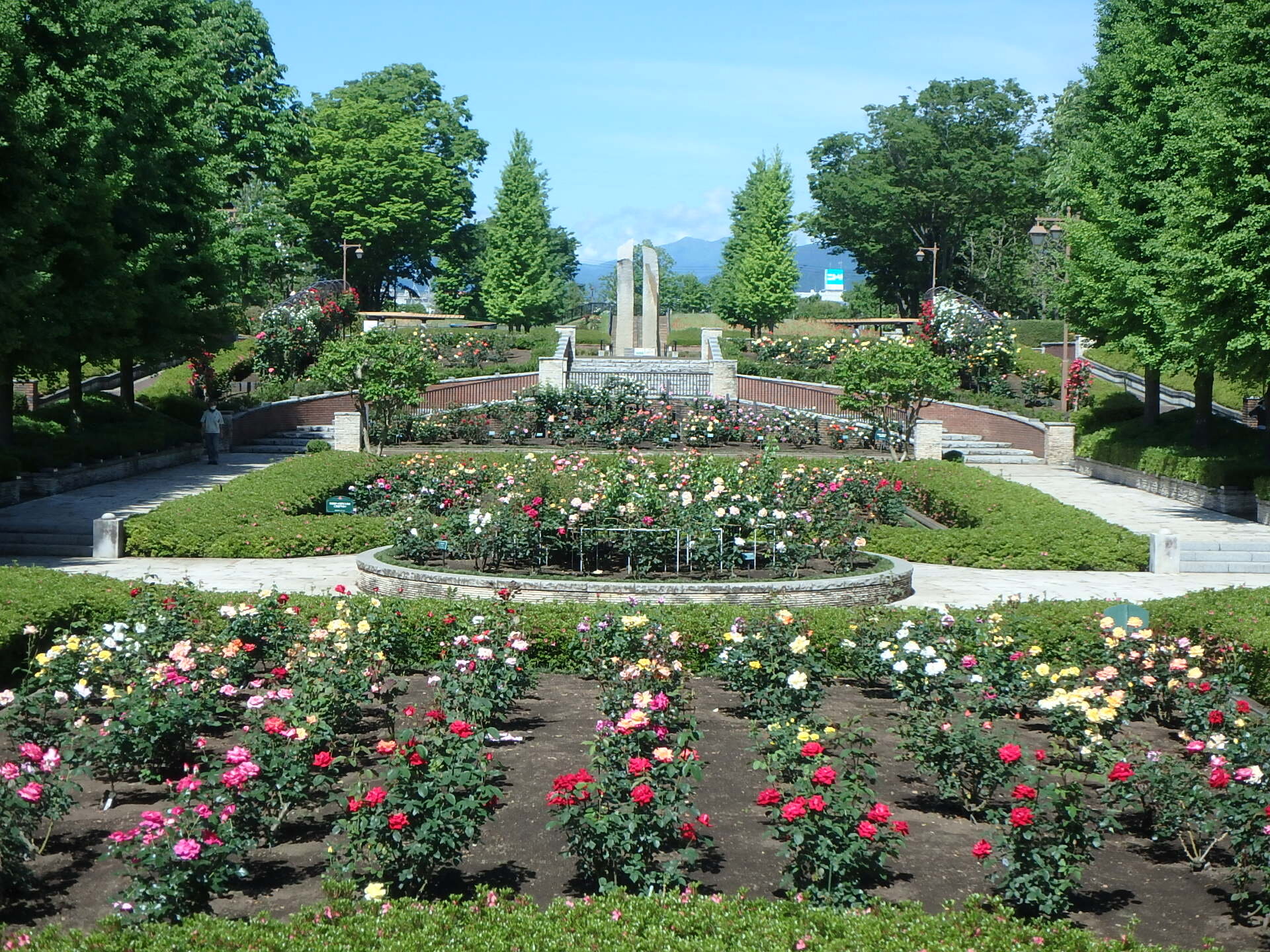 秋留台公園バラ園.JPG
