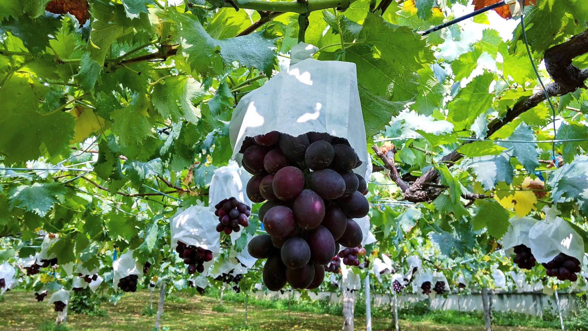 inagi-kawaseien-grapes-13.jpeg