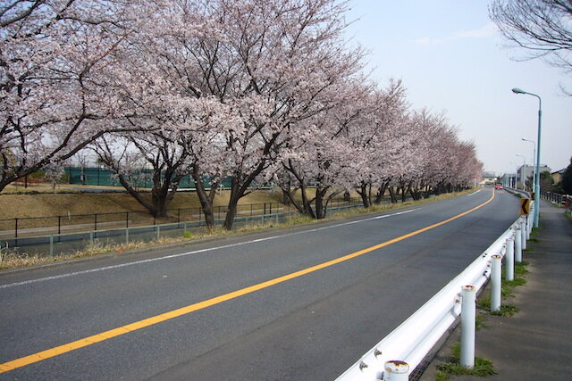 inagi-sakura-05.JPG