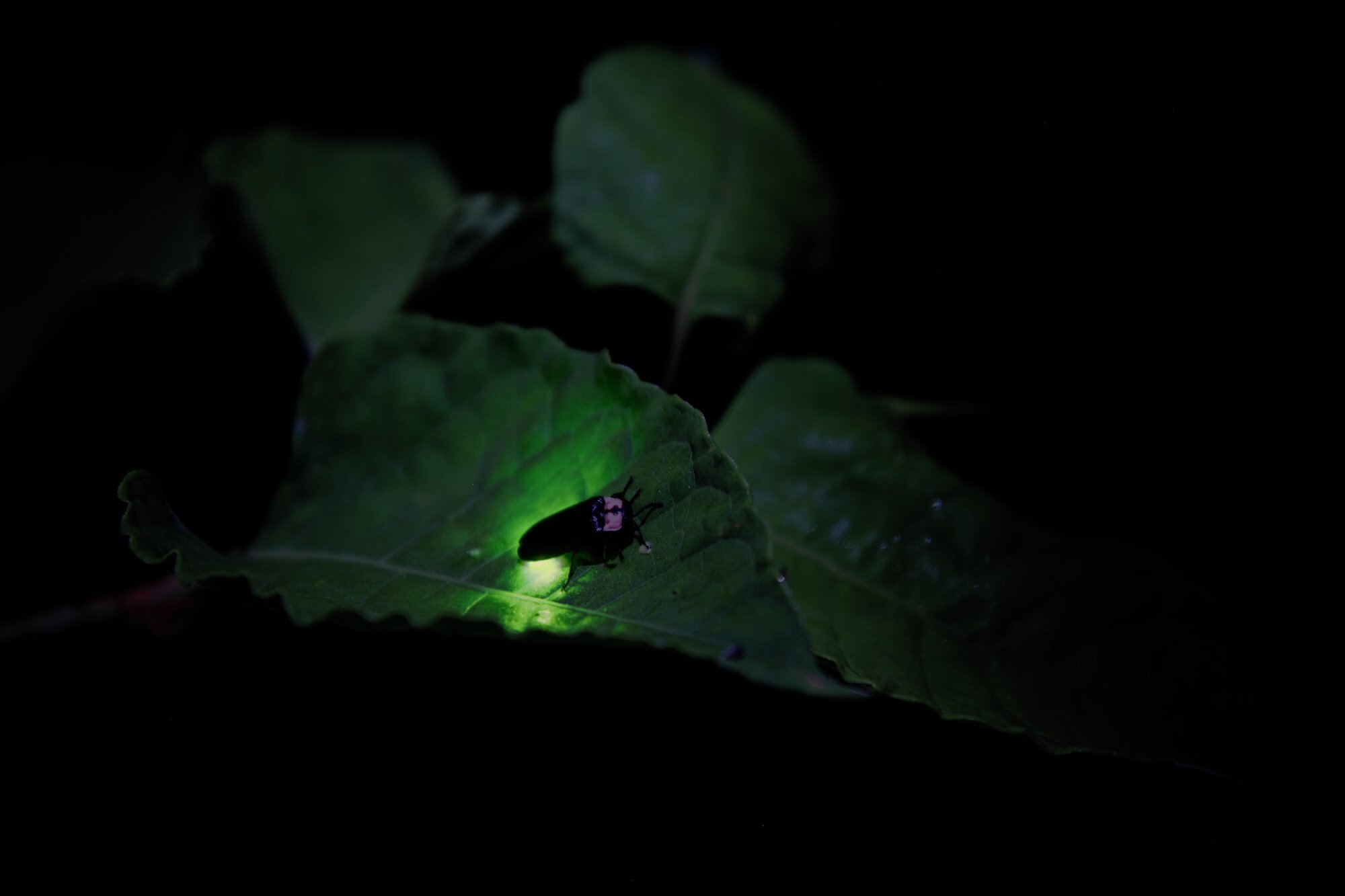 pixta_5003094_M.jpg
