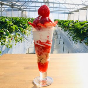 かぞくをはぐくむヒントがつまったパパママ・マガジン たまちっぷす | 甘酸っぱいいちごを食べ放題！多摩地域のいちご狩り4選