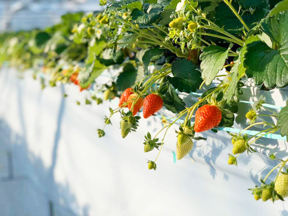 strawberrspot-3.jpg