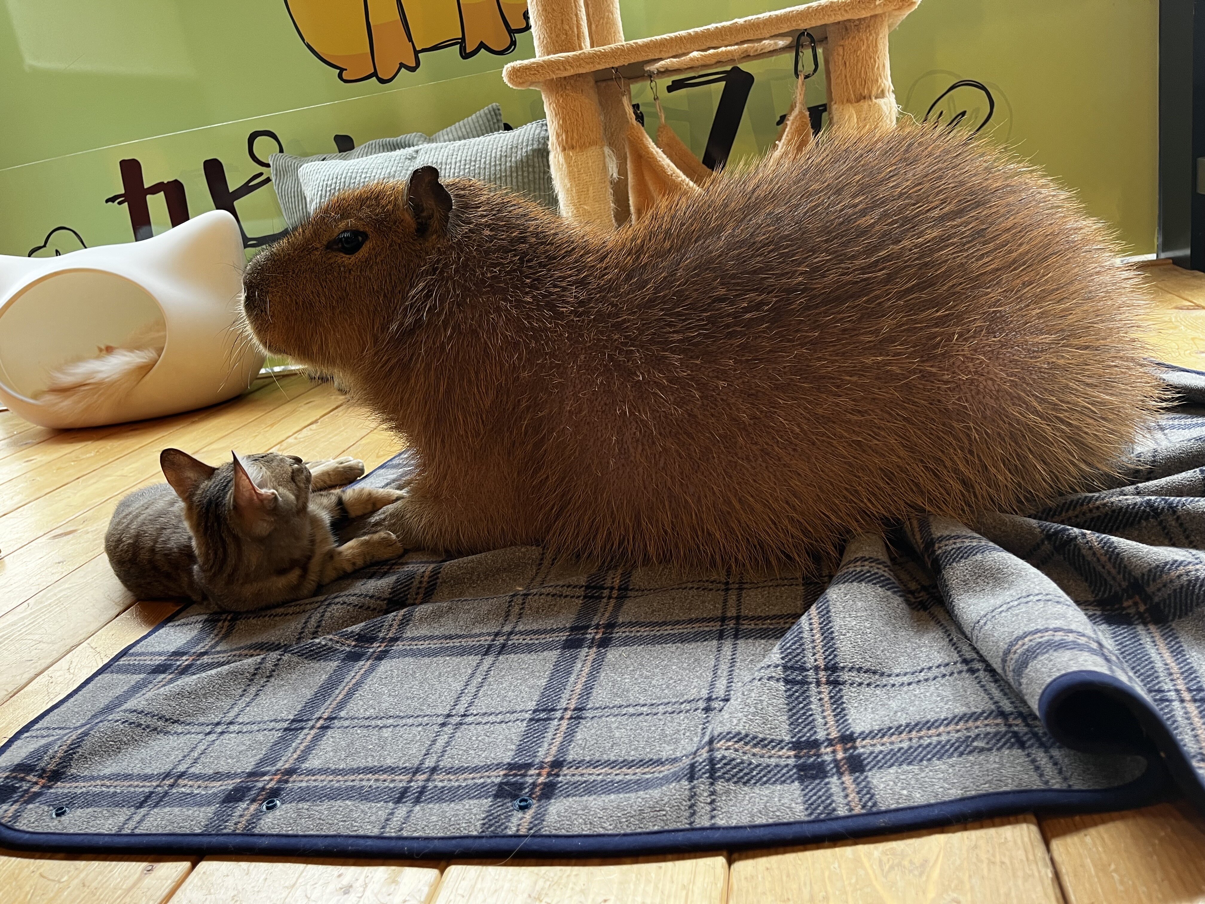 tama-animalcafe-04.jpg