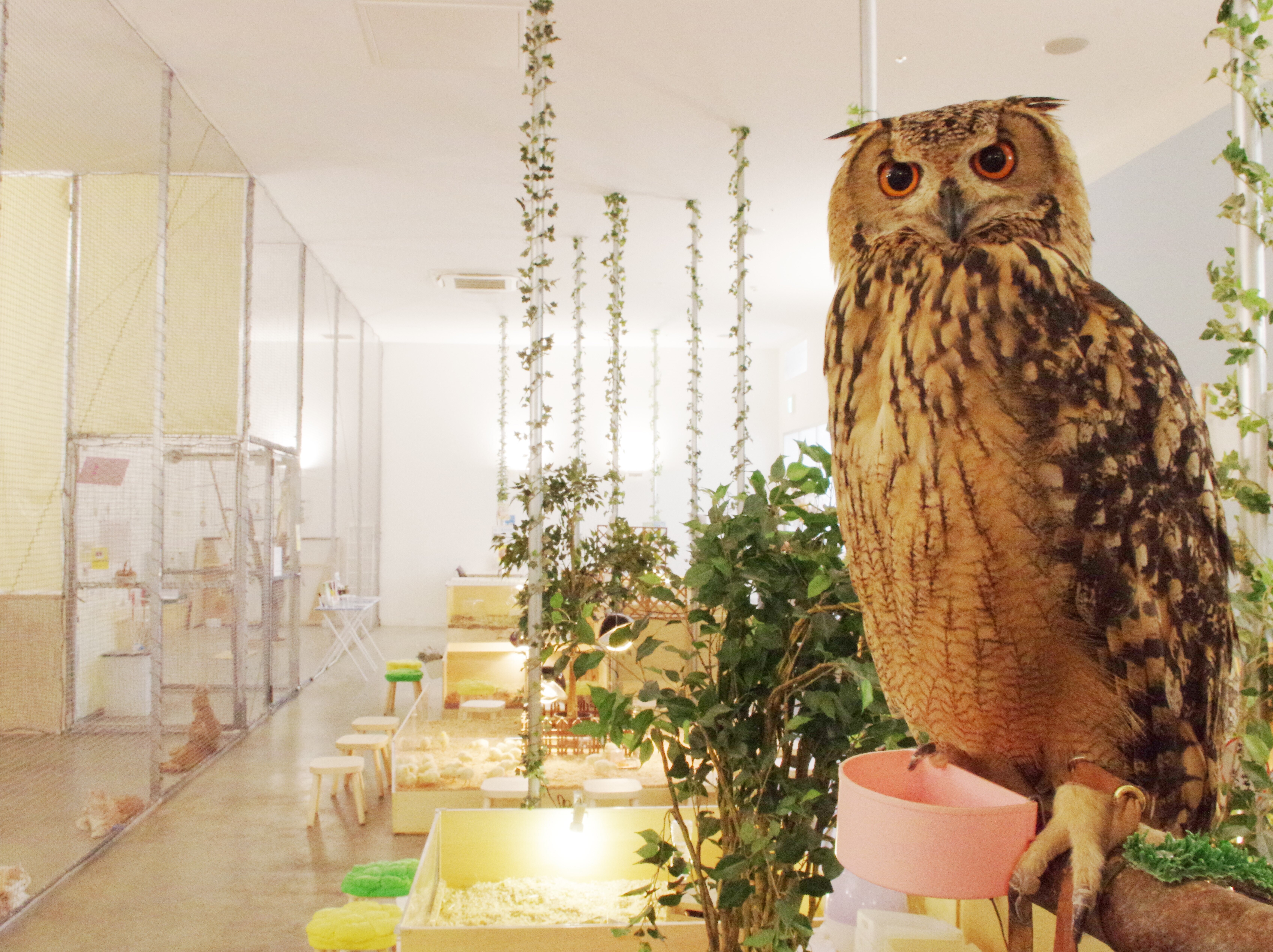 tama-animalcafe-07.jpg