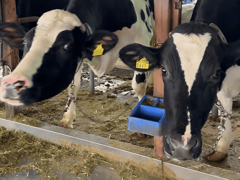 tama-experience-milk-1.png