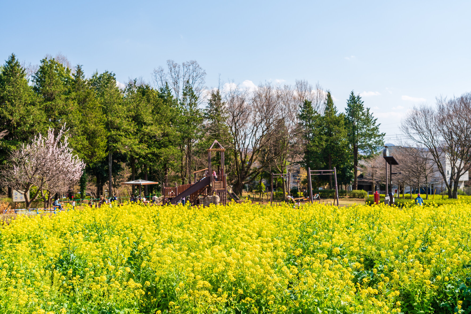 tama-hanami-01.jpg