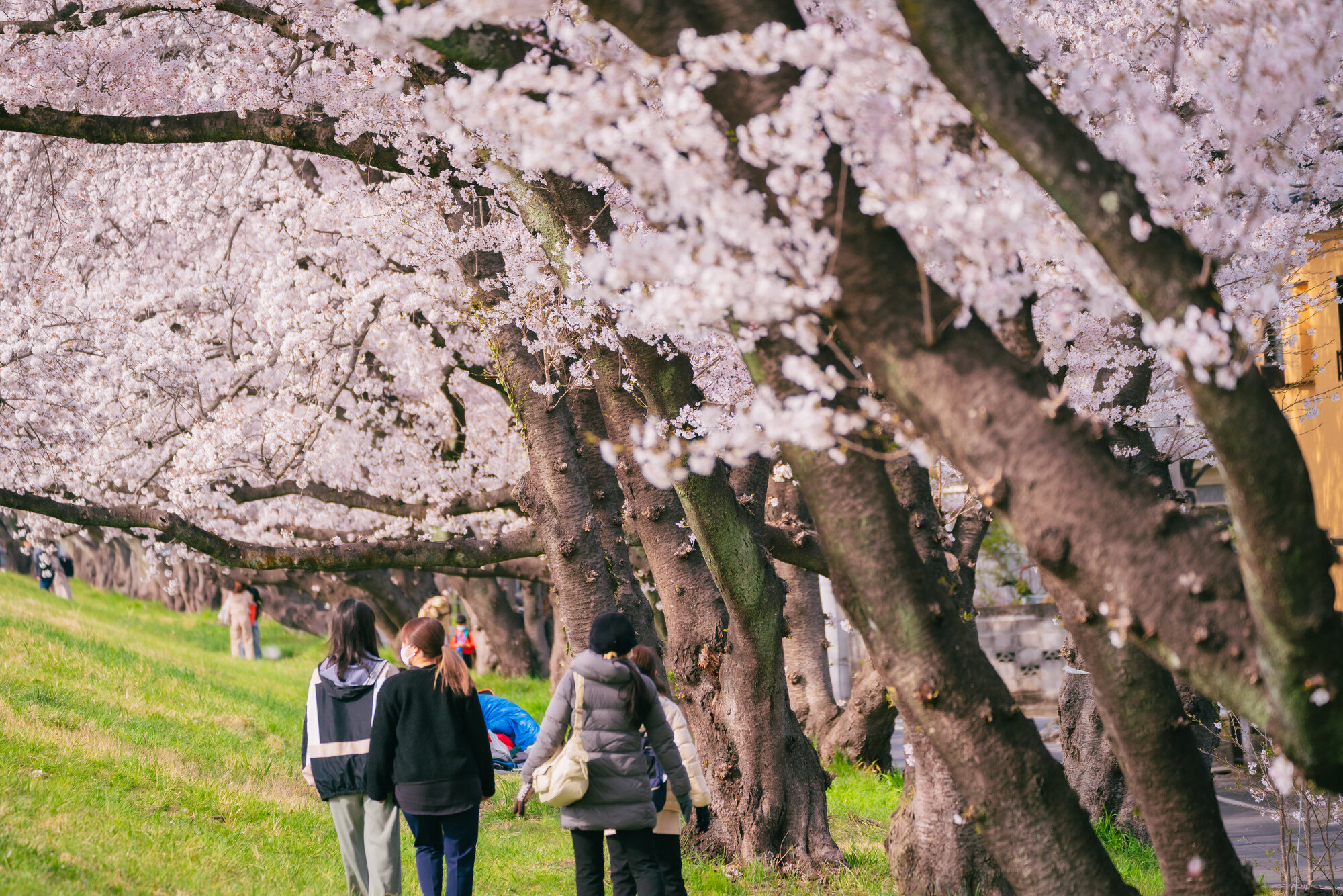 tama-hanami-04.jpg