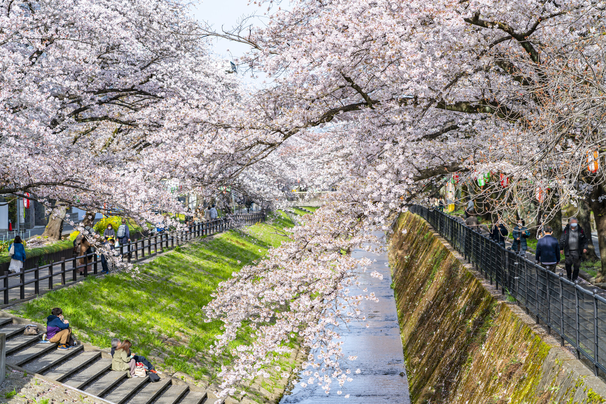tama-hanami-05.jpg
