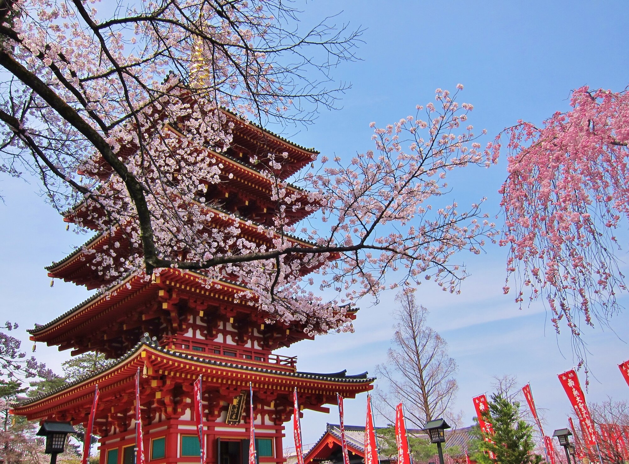 tama-hanami-07.jpg
