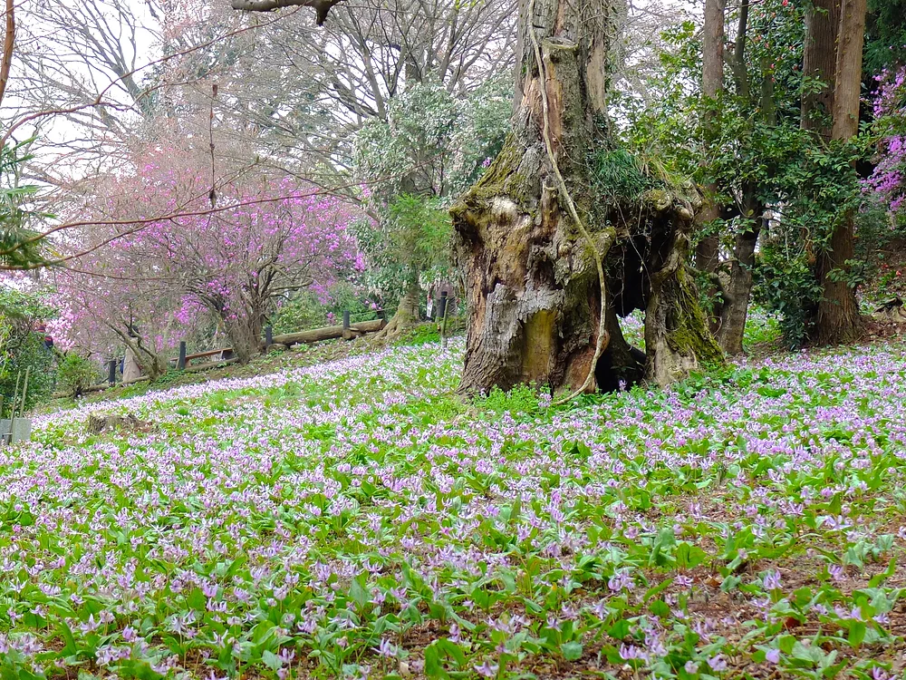 tama-hanami-08.png
