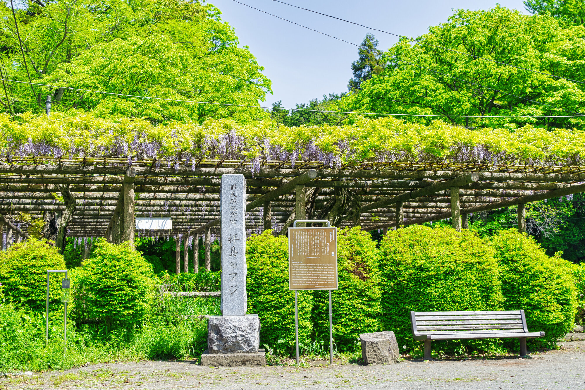 tama-hanami-09.jpg
