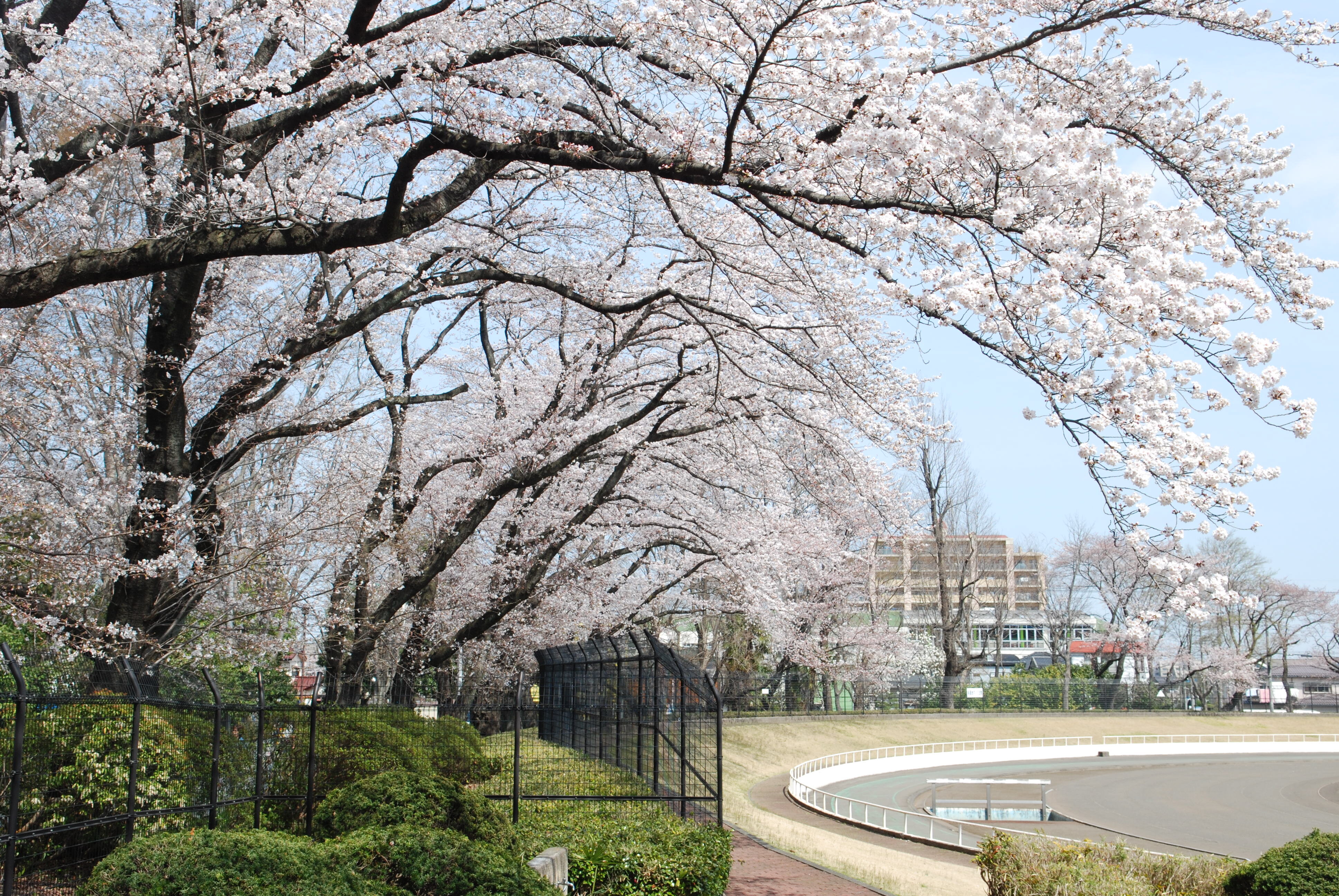 tama-hanami-10.jpg