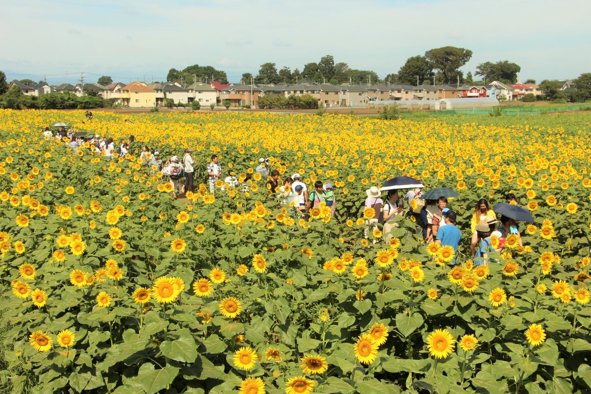tama-kiyose-himawarifestival-01.JPG