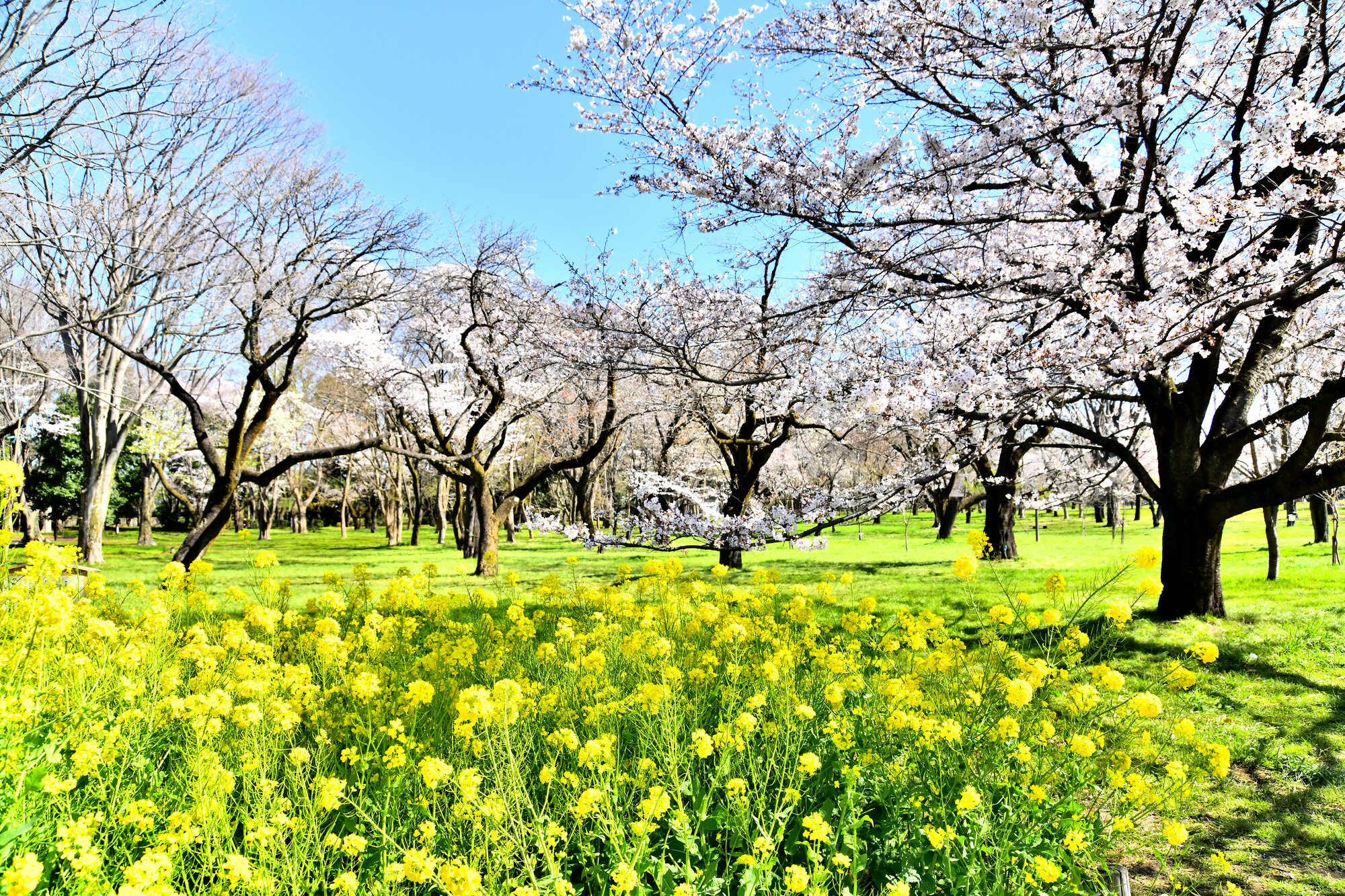 tama-koganei-koganeikoen-01.jpg