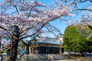 かぞくをはぐくむヒントがつまったパパママ・マガジン たまちっぷす | vol.16 懐かしい時代へタイムトリップ　花見の名所・小金井公園周辺へ