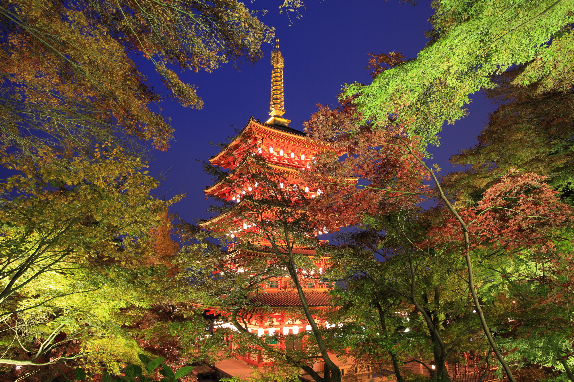 tama-kouyou-10.jpg