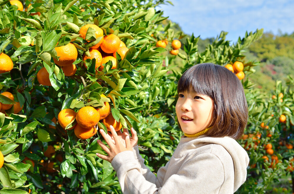 tama-meisanhin-reshipi-4.jpg