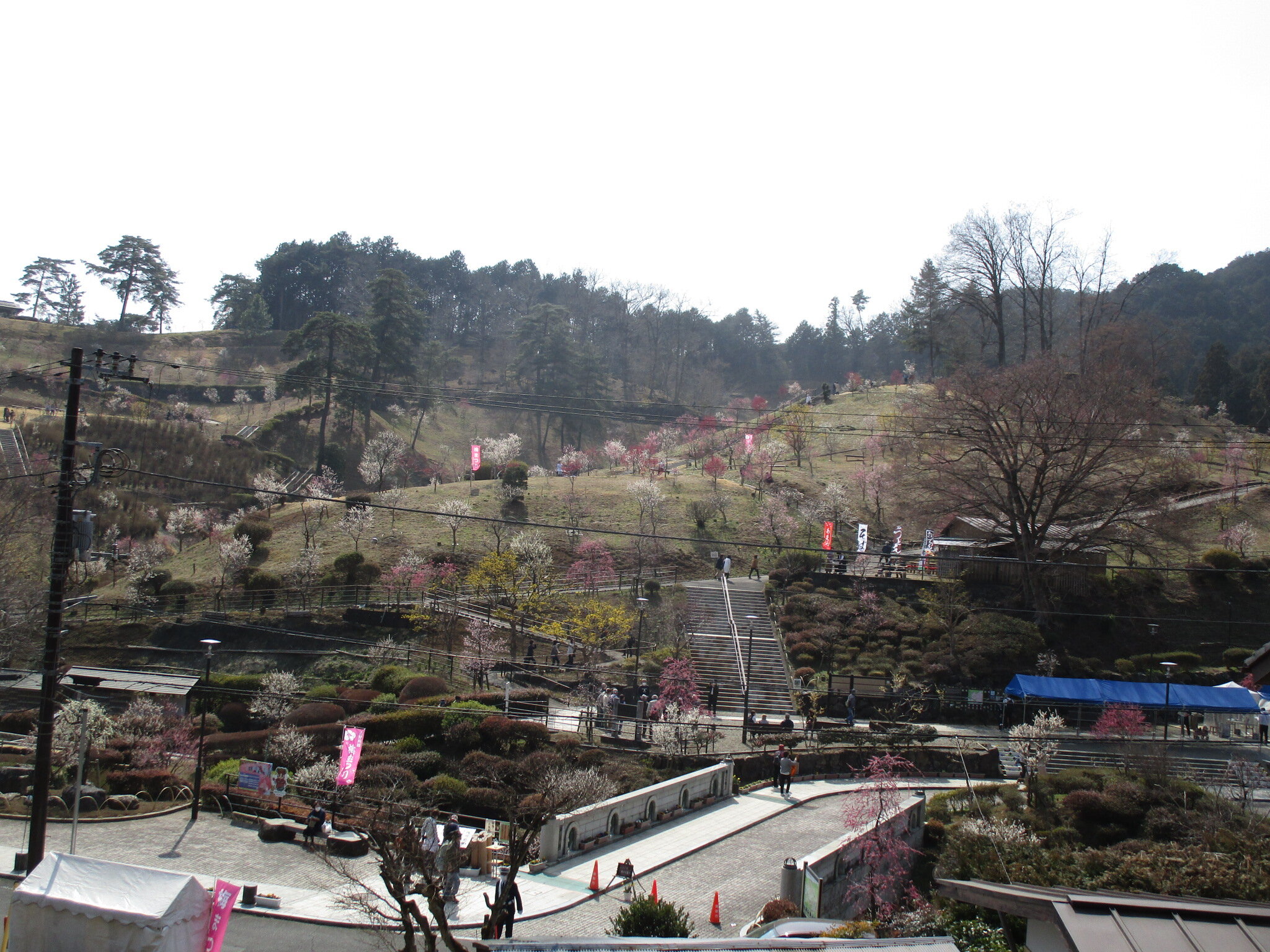 tama-ome-umepark-1.JPG