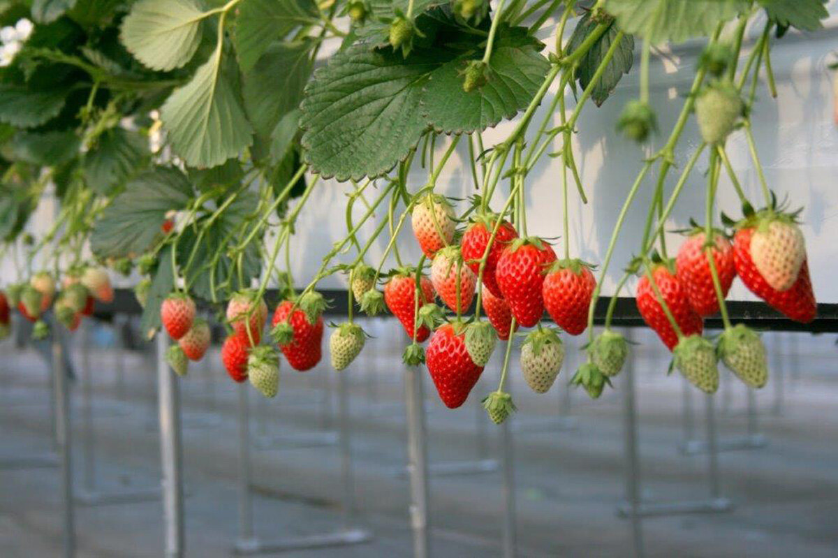 tama-strawberry-5.jpg