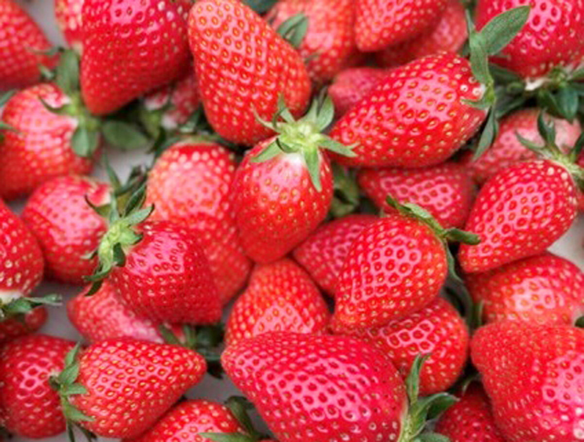 tama-strawberry-9.jpg