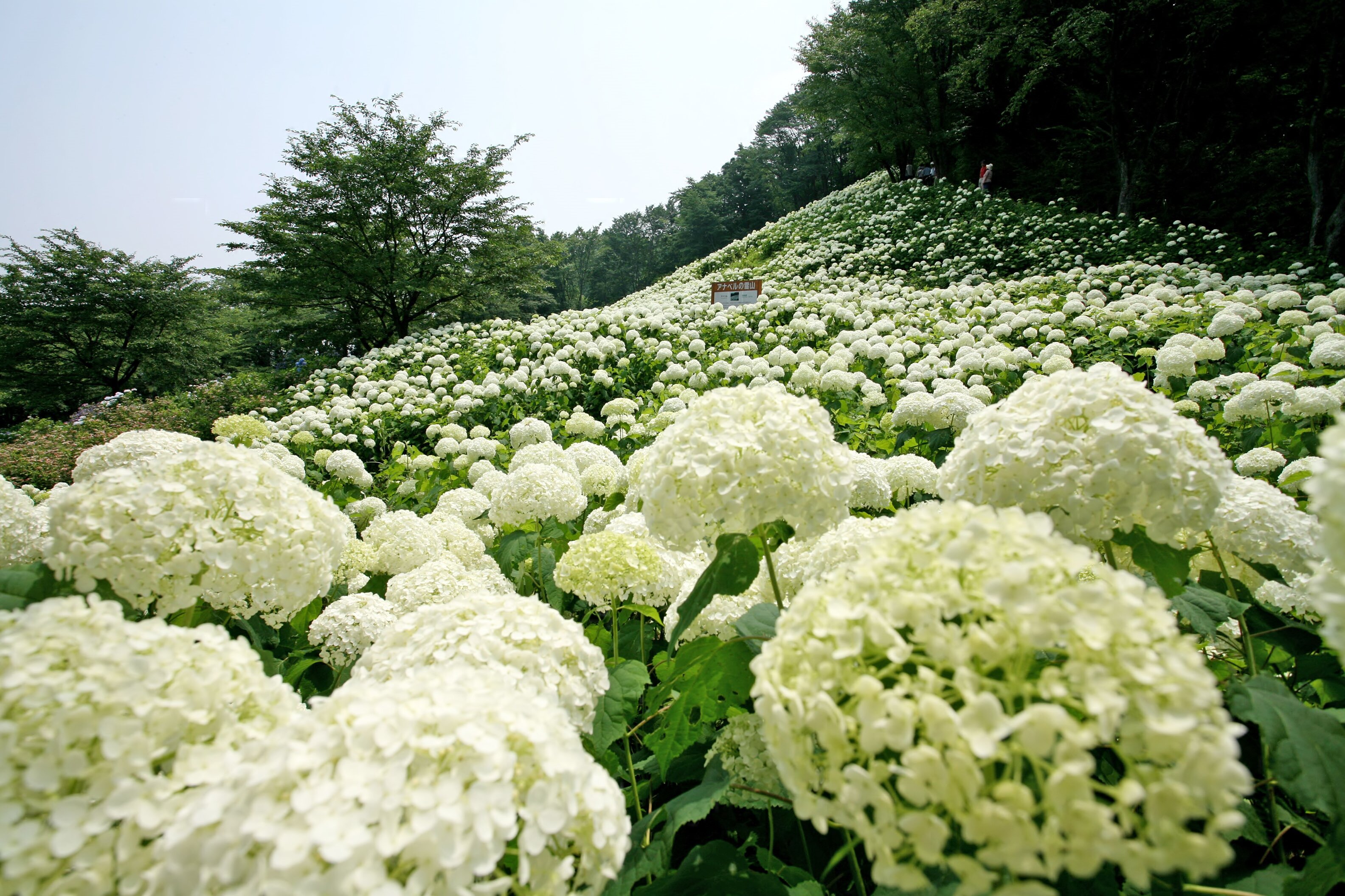 tama-wonderful-nature-village-01.JPG