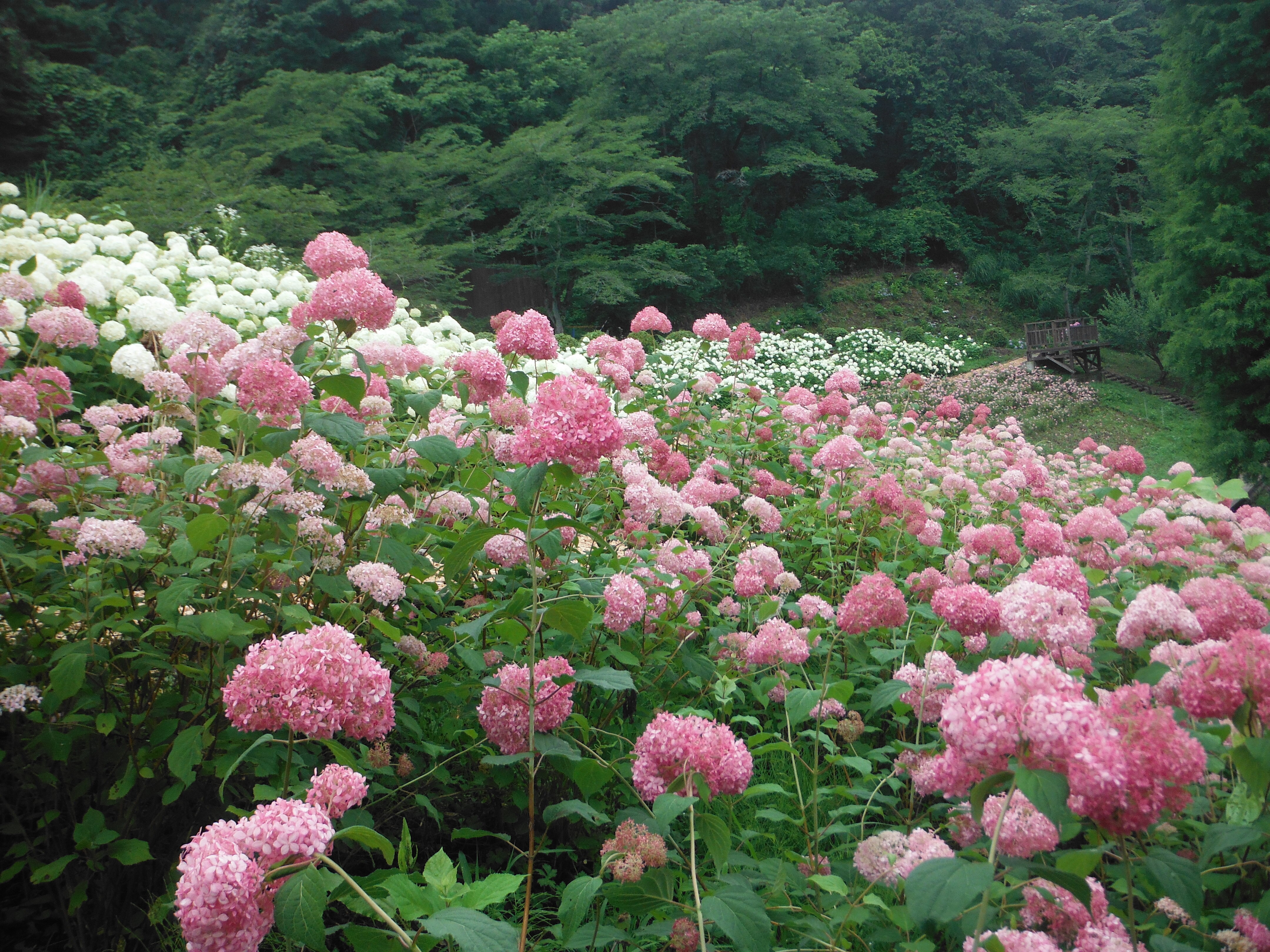 tama-wonderful-nature-village-03+.JPG